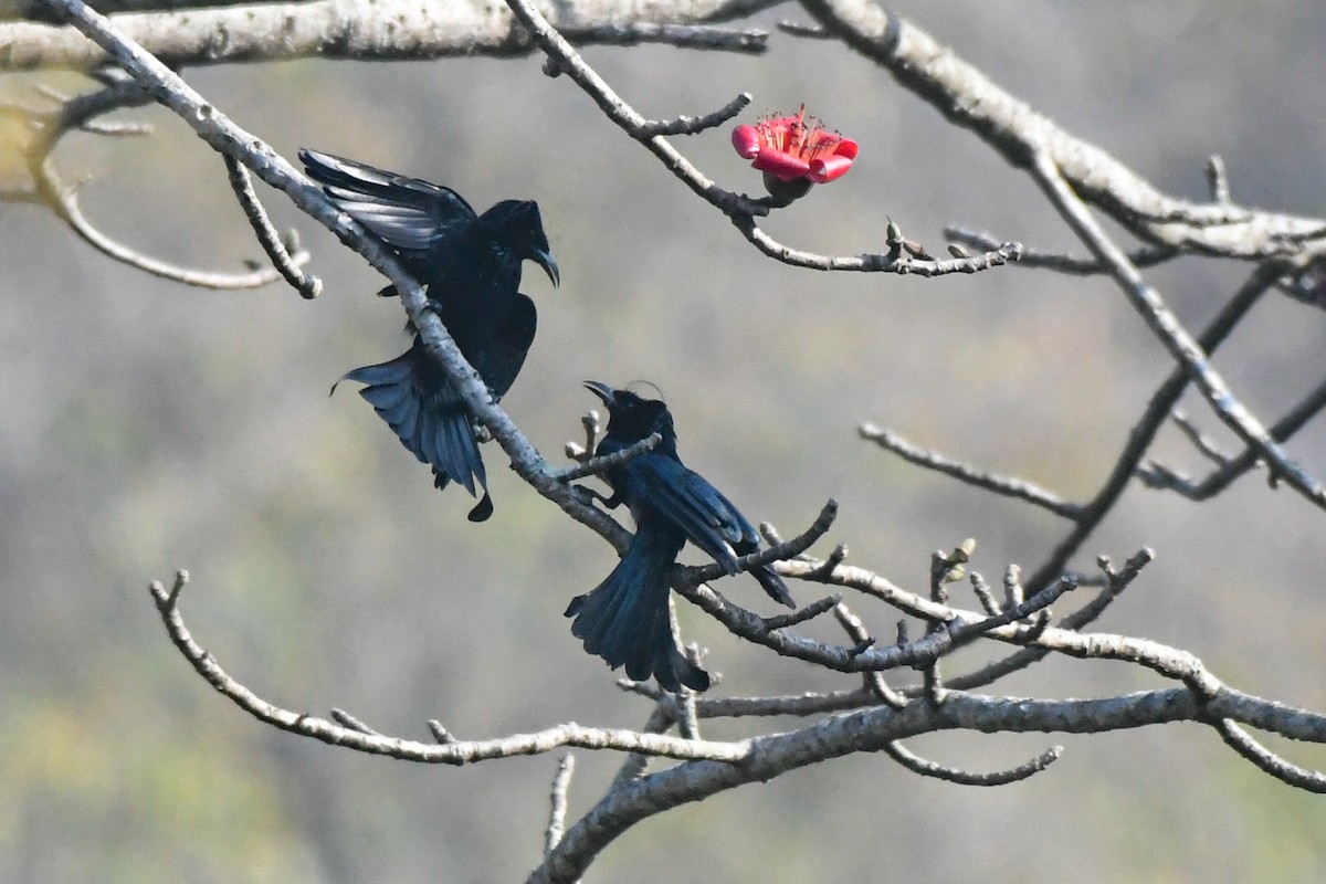 Hair-crested Drongo - ML616267281