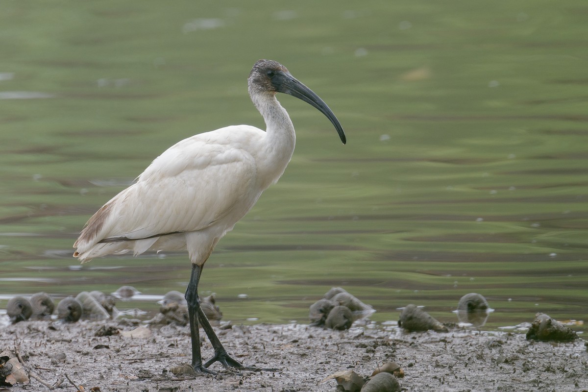 ibis černohlavý - ML616267292