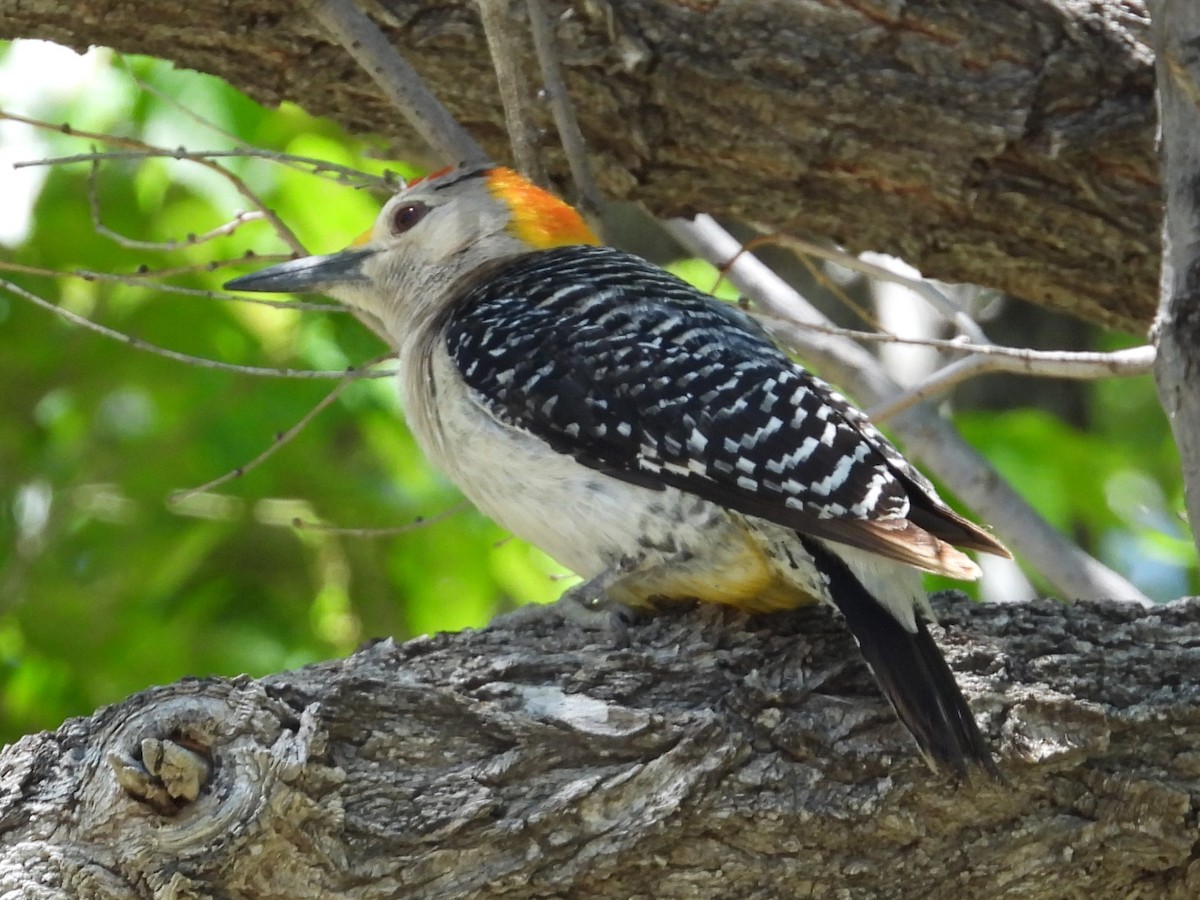 Golden-fronted Woodpecker - ML616267301