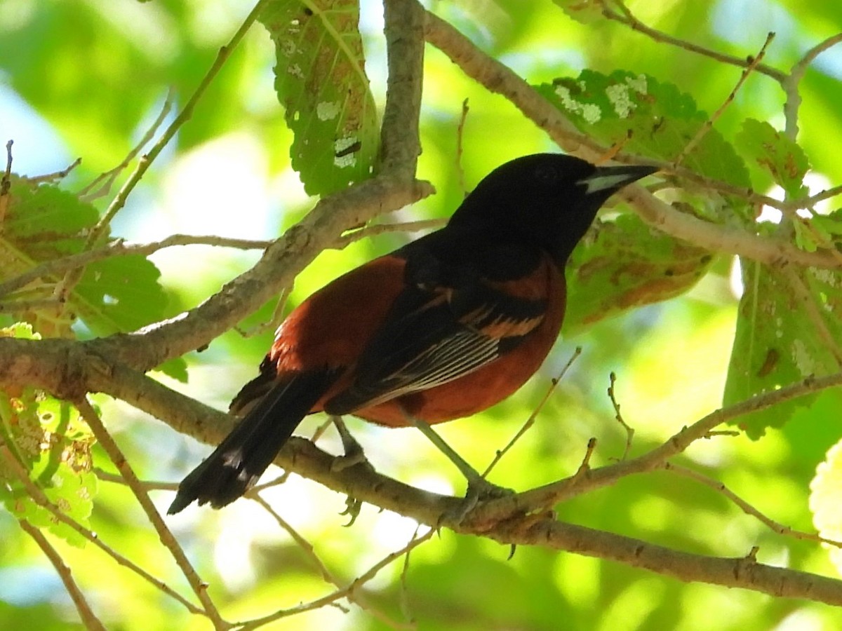 Orchard Oriole - ML616267320