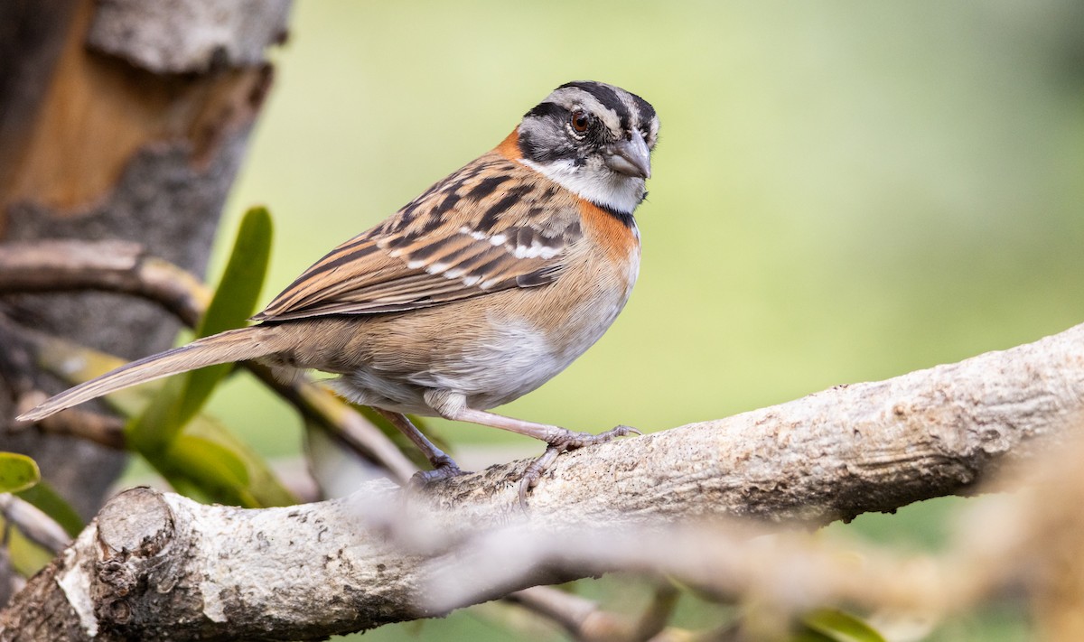 Rufous-collared Sparrow - ML616267348