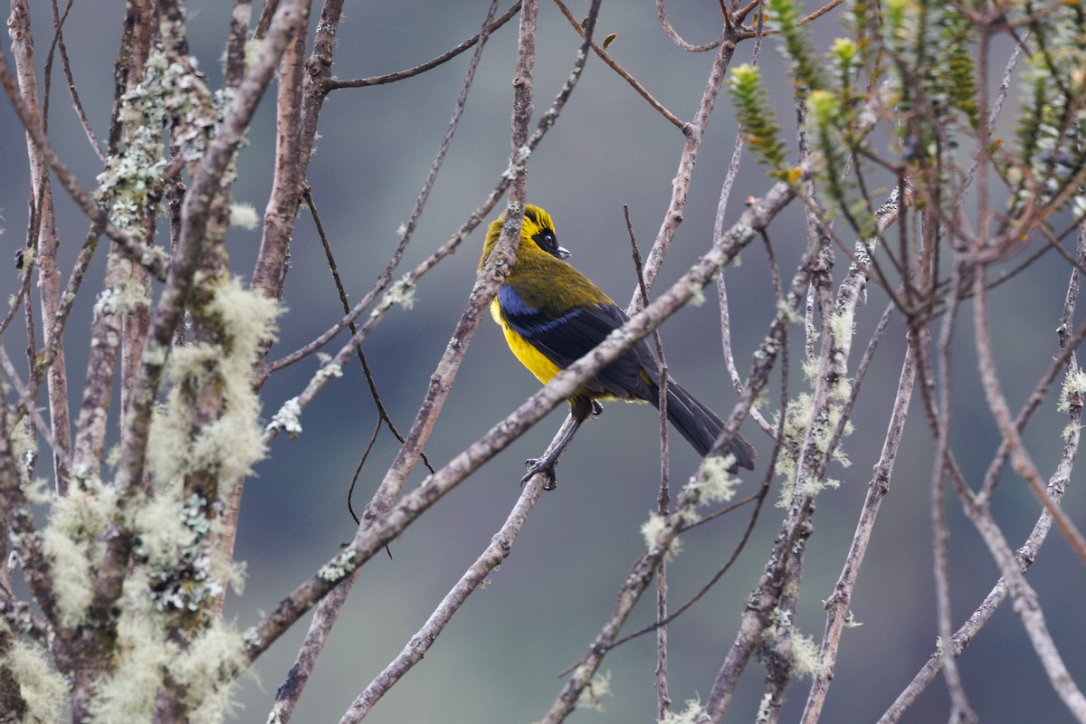 Masked Mountain Tanager - ML616267370