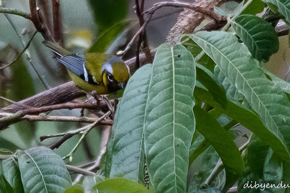 Black-eared Shrike-Babbler - Dibyendu Paul