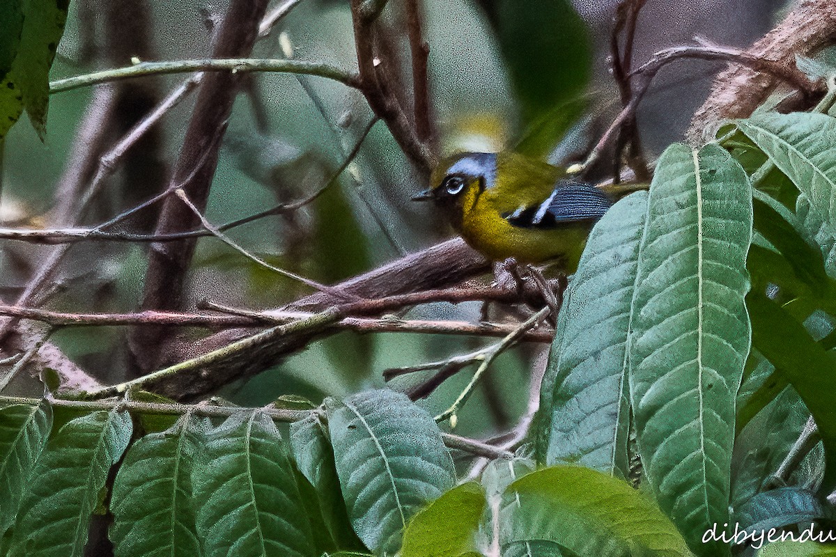 Black-eared Shrike-Babbler - Dibyendu Paul