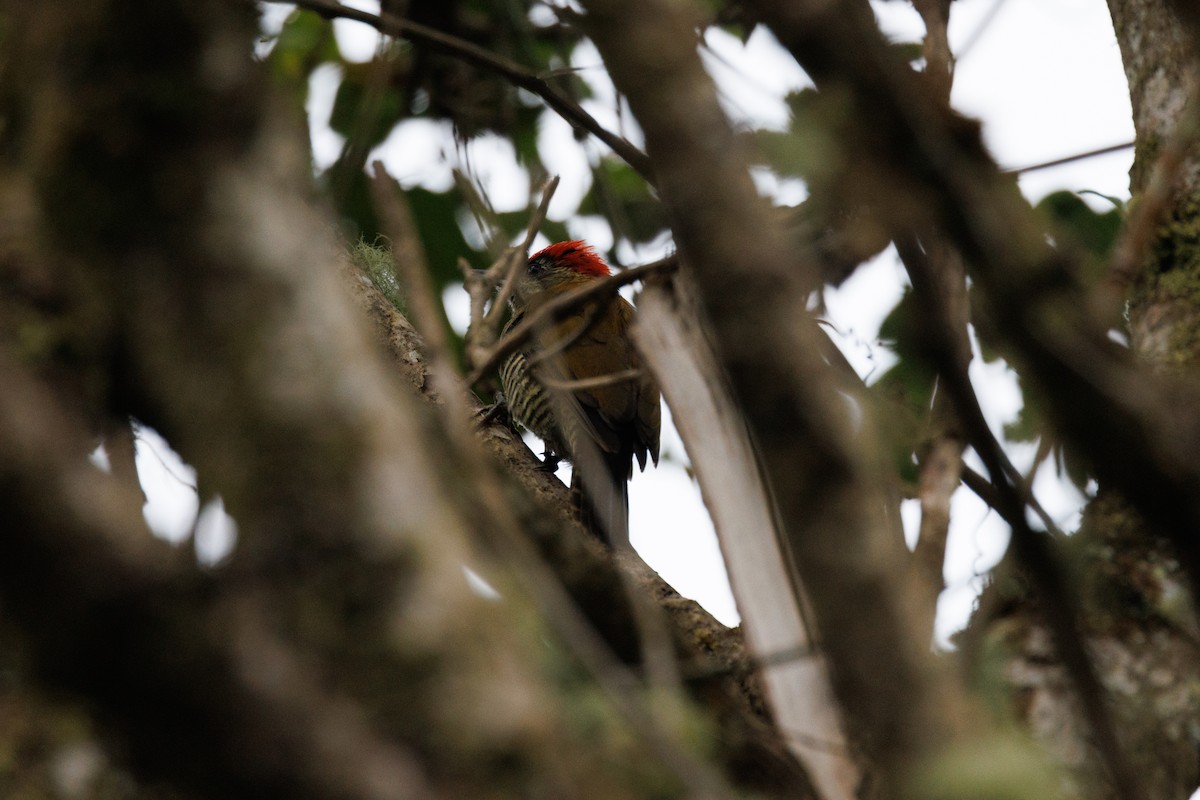 Bar-bellied Woodpecker - ML616267426