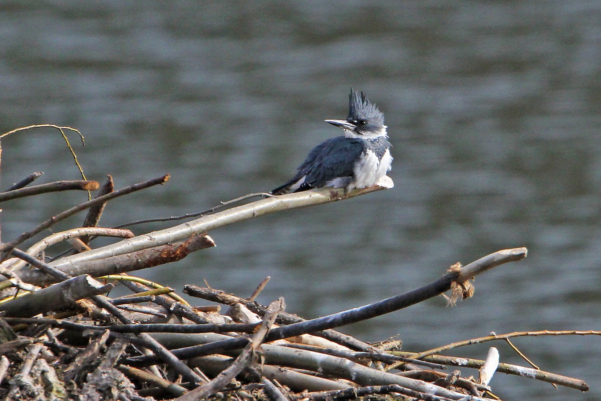 Belted Kingfisher - ML616267427