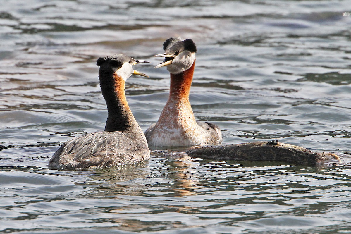 Red-necked Grebe - ML616267440