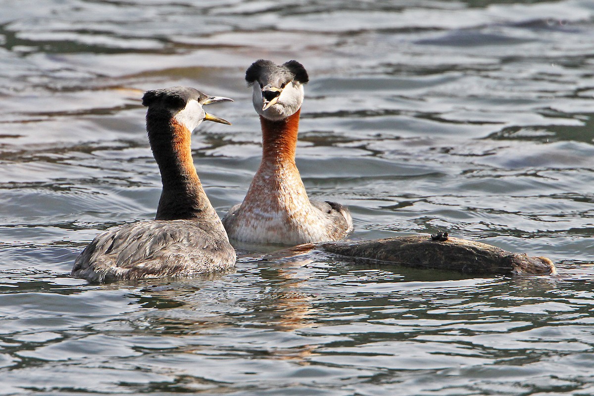 Red-necked Grebe - ML616267446