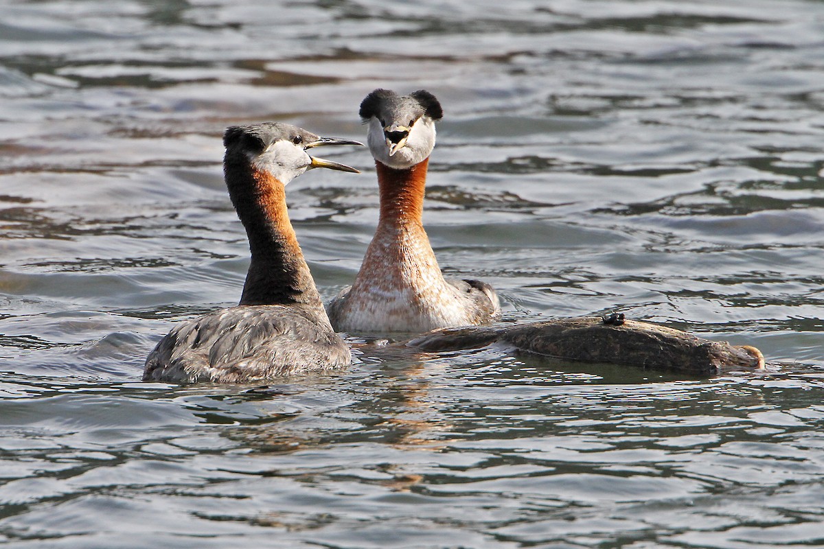 Red-necked Grebe - ML616267455