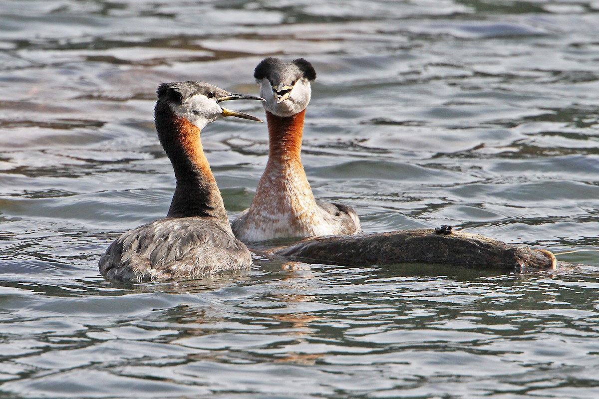 Red-necked Grebe - ML616267458