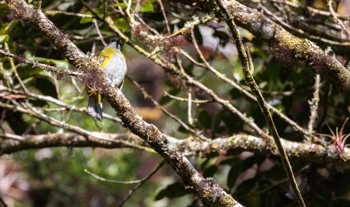 Black-and-yellow Silky-flycatcher - ML616267537