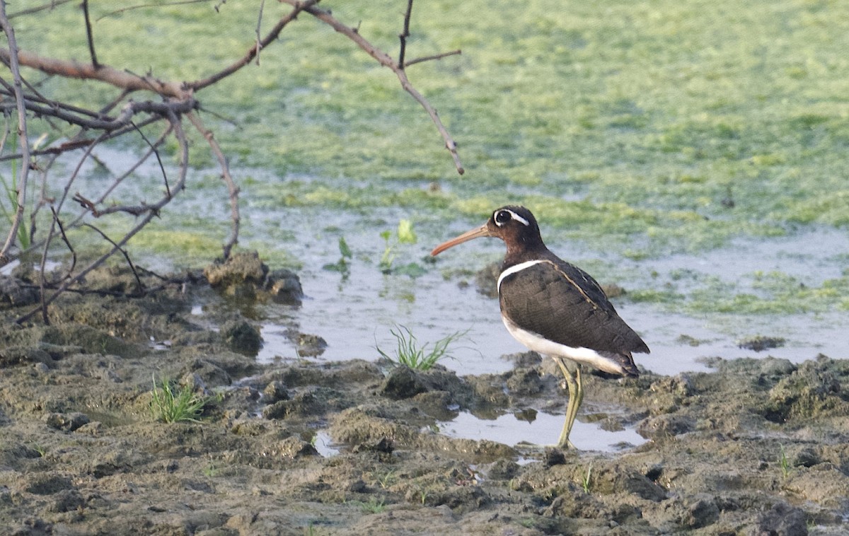 Greater Painted-Snipe - ML616267551