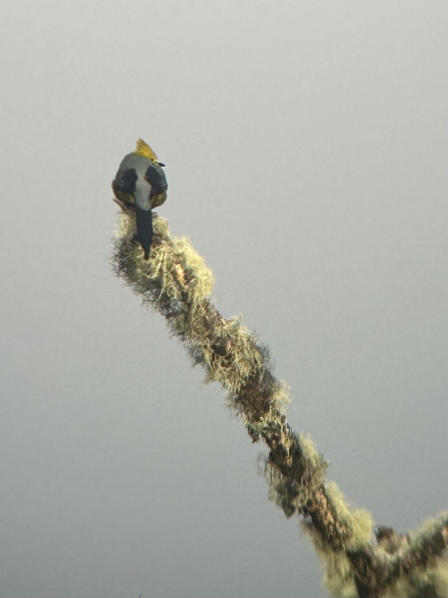 Long-tailed Silky-flycatcher - ML616267562