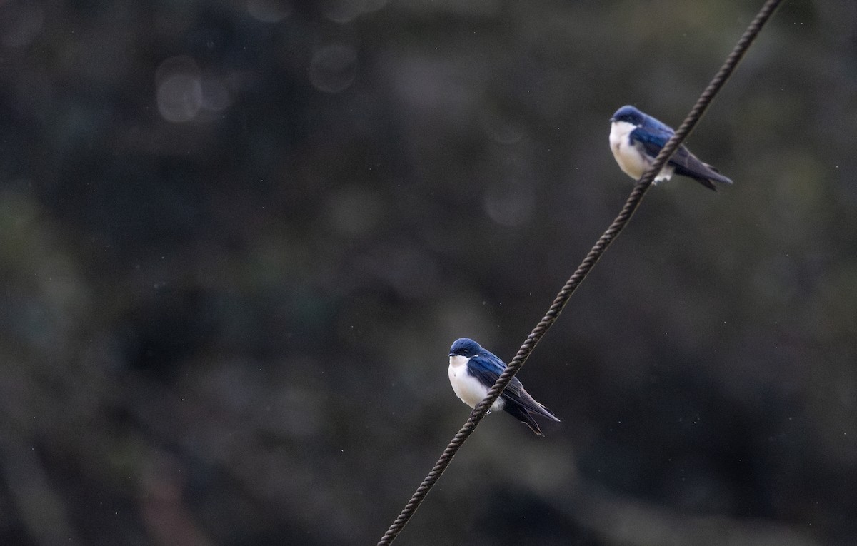 Blue-and-white Swallow - ML616267570