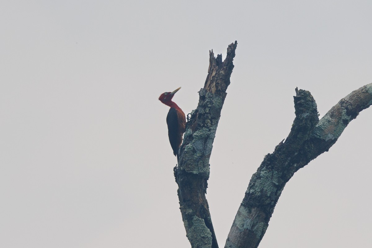 Red-necked Woodpecker - ML616267586