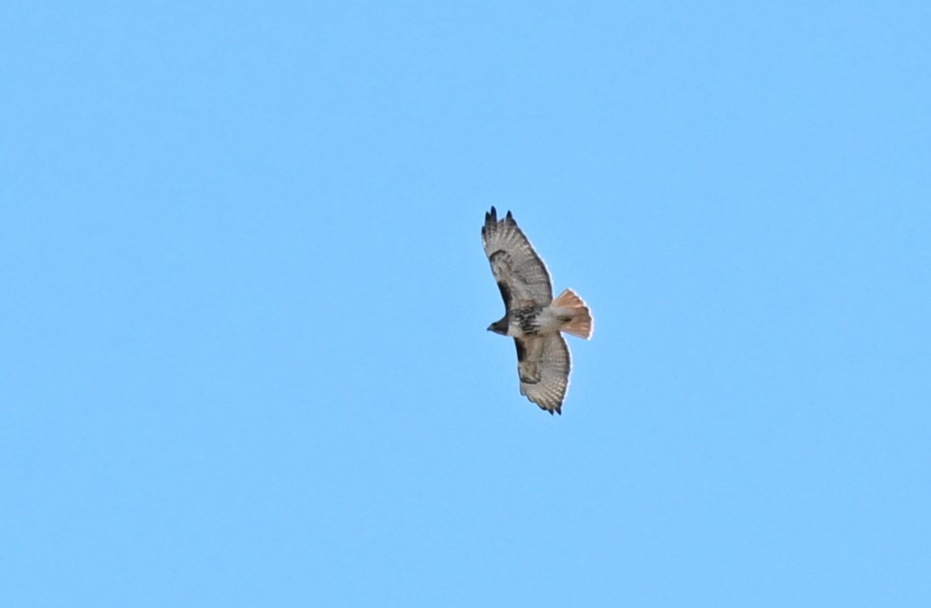 Red-tailed Hawk - ML616267653