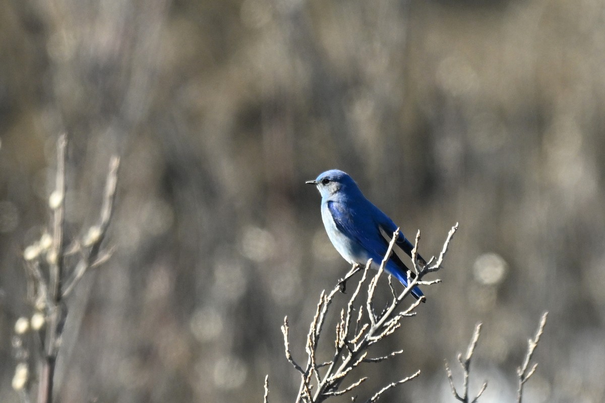 Mountain Bluebird - Jeanne Burnham