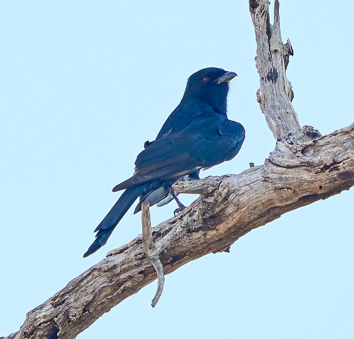 Fork-tailed Drongo - ML616267777