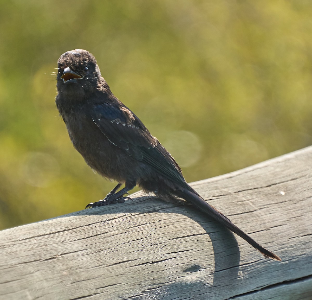 Fork-tailed Drongo - ML616267779