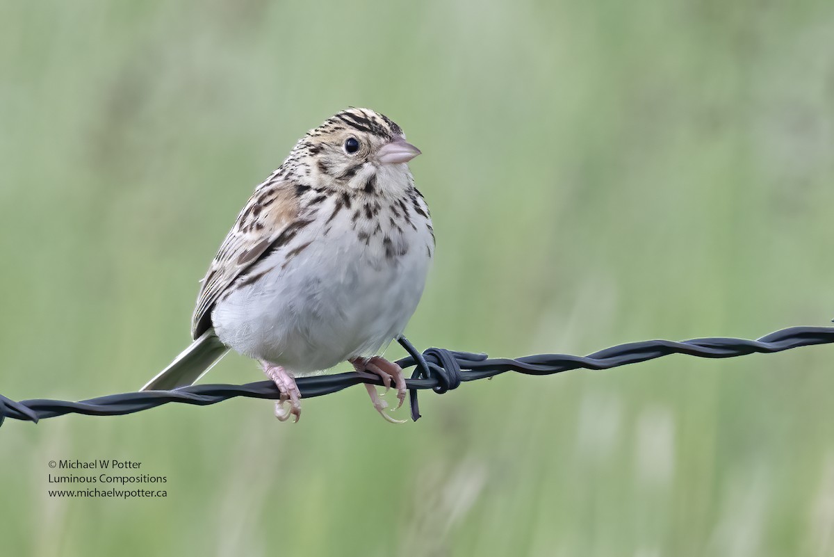 Baird's Sparrow - Michael Potter