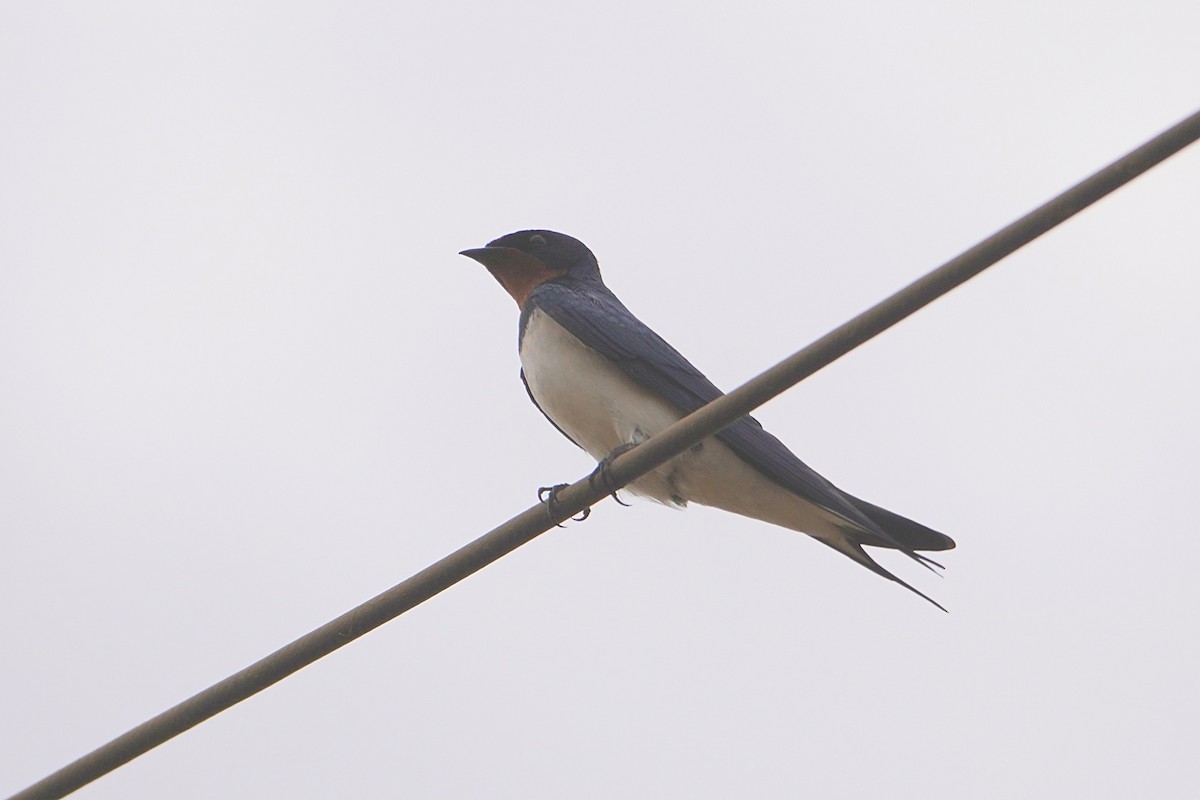 Red-chested Swallow - ML616267932