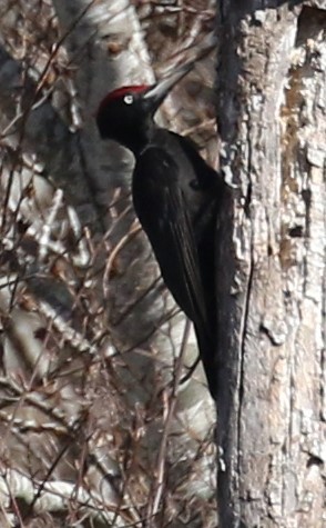 Black Woodpecker - ML616268043