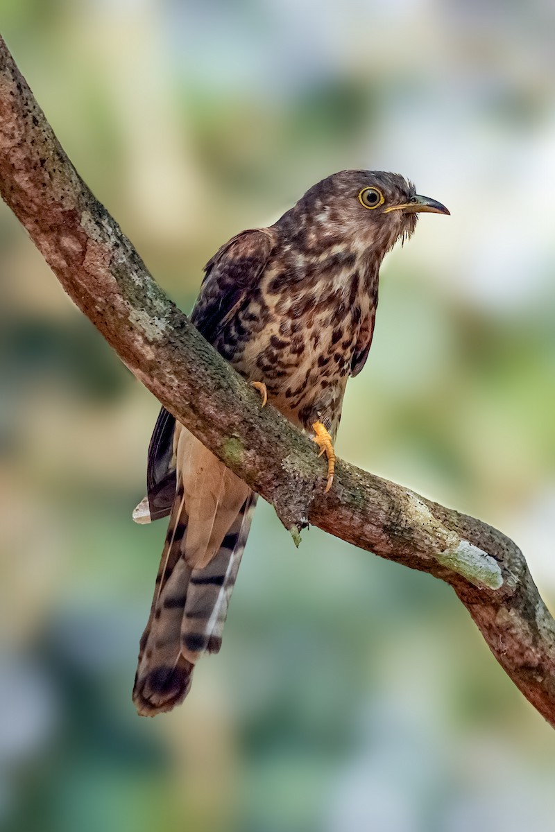 Common Hawk-Cuckoo - S S Suresh