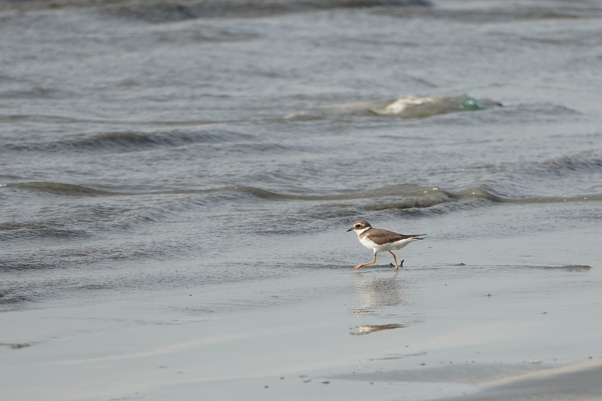Common Ringed Plover - ML616268119