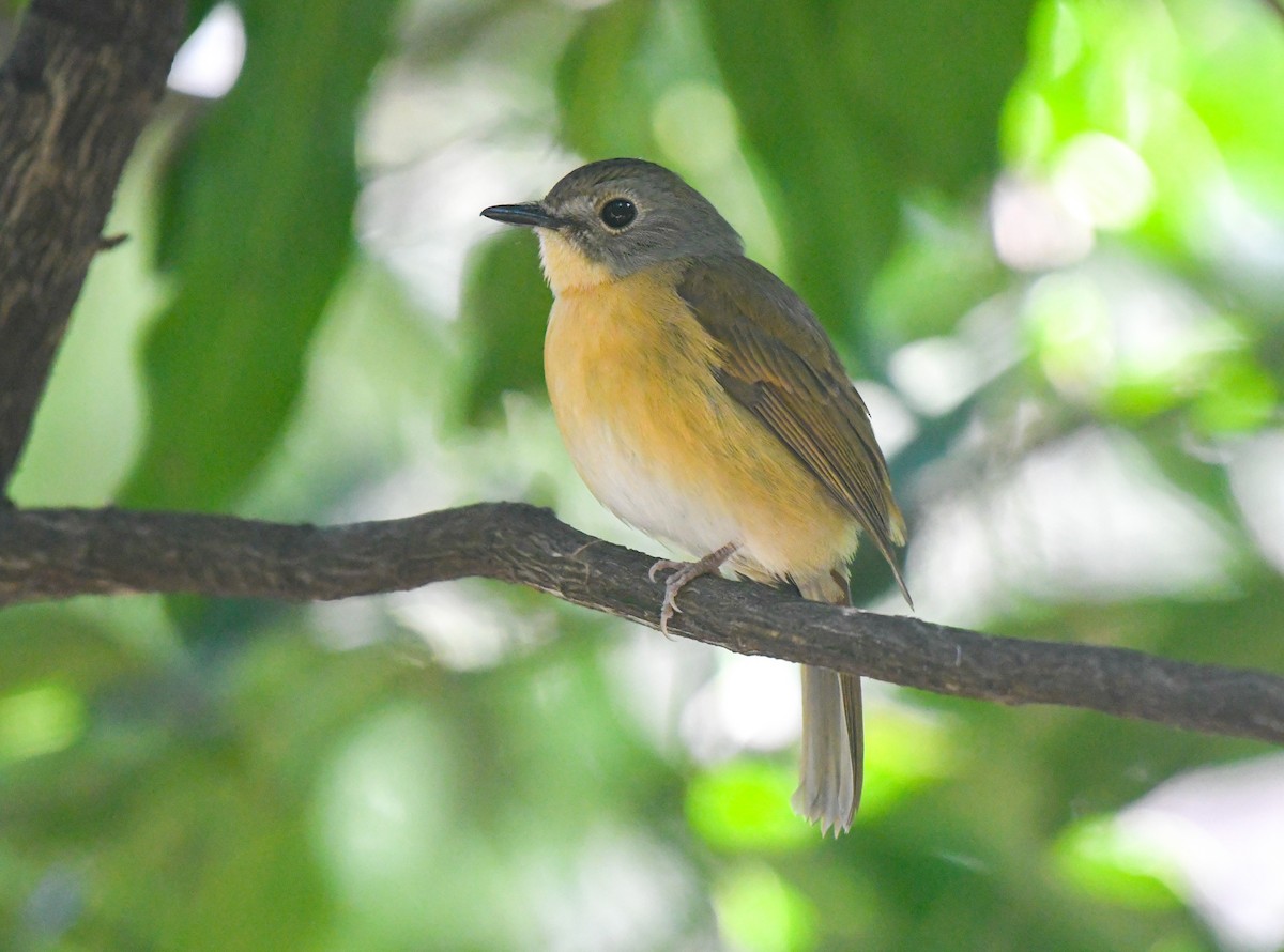 Pale-chinned Flycatcher - ML616268158