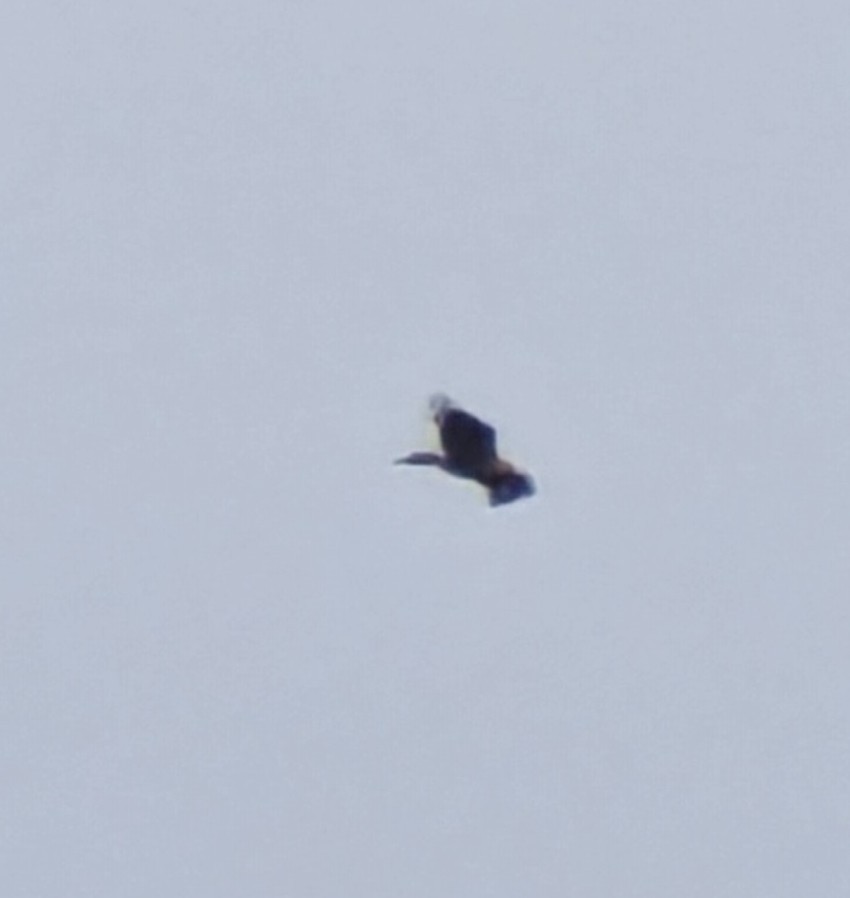 Wedge-tailed Eagle - ML616268369
