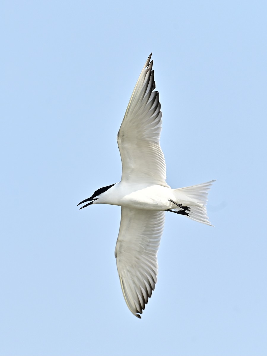 Gull-billed Tern - ML616268418