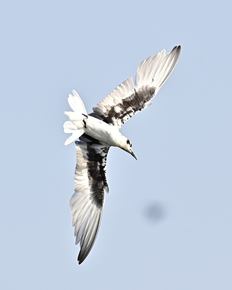 White-winged Tern - ML616268472