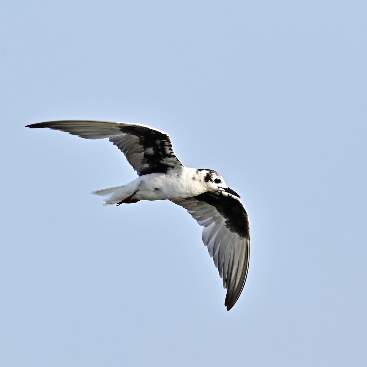 White-winged Tern - ML616268473