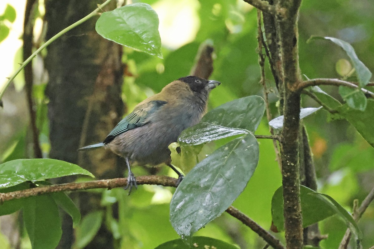 Lesser Antillean Tanager (Grenada) - ML616268491