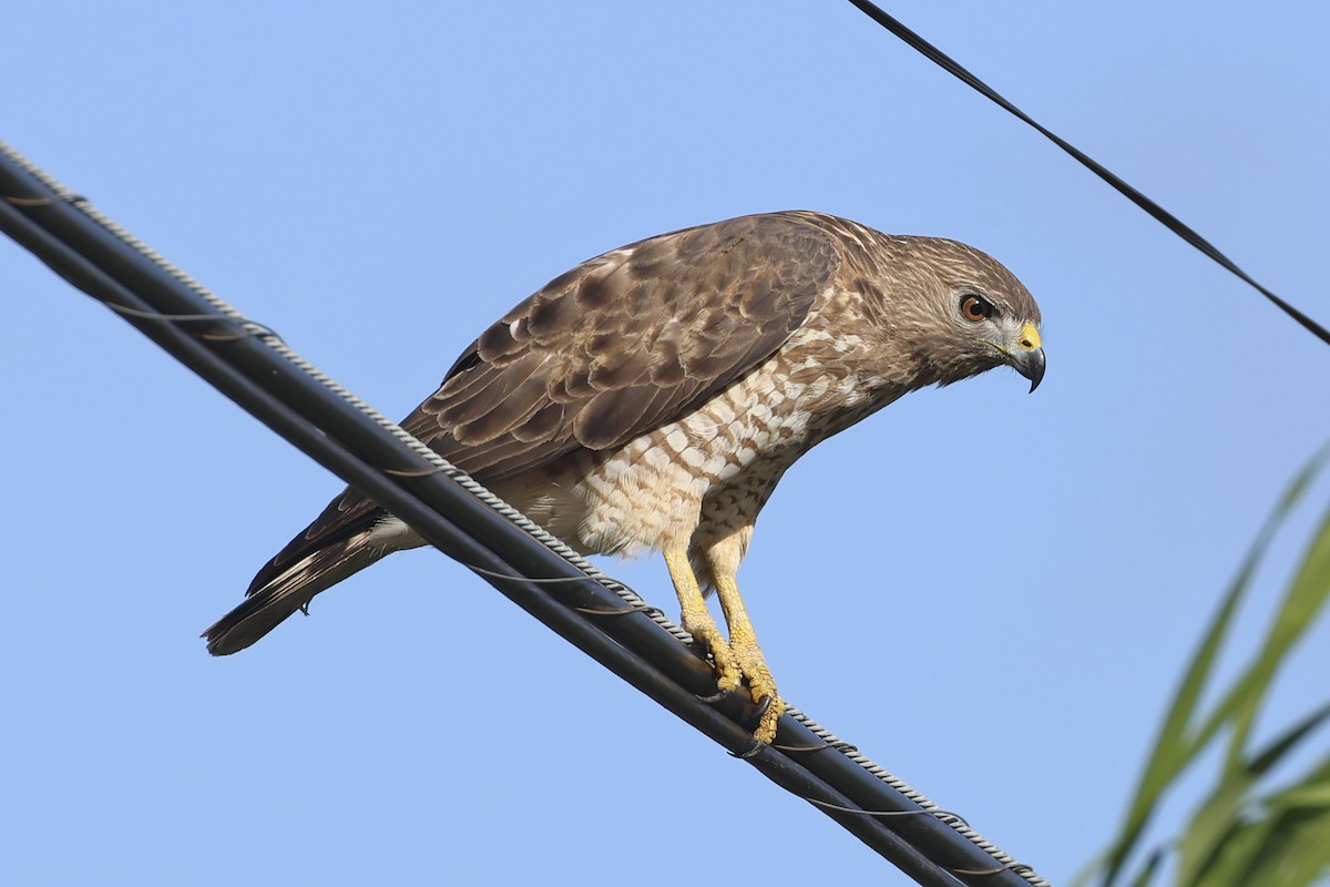 Broad-winged Hawk (Caribbean) - ML616268550