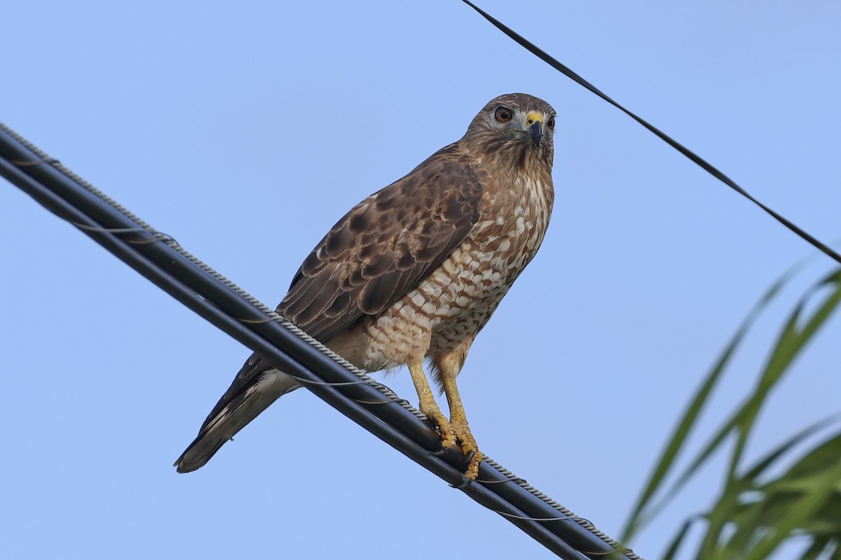 Broad-winged Hawk (Caribbean) - ML616268551