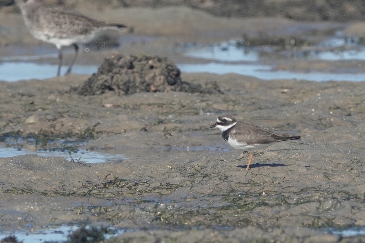 Common Ringed Plover - ML616268577