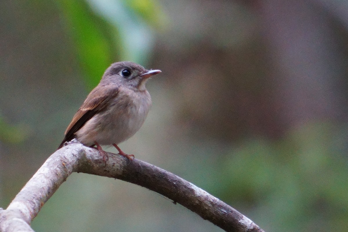 Brown-breasted Flycatcher - ML616268635