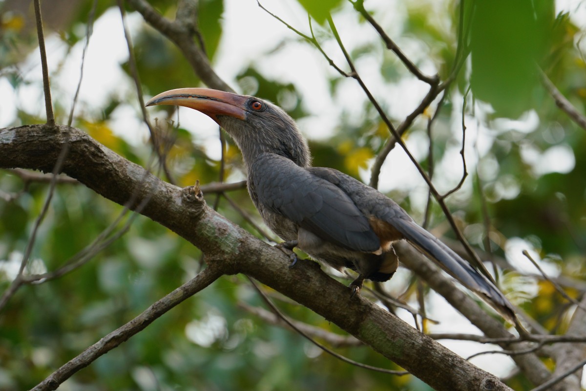 Malabar Gray Hornbill - Amit Bandekar