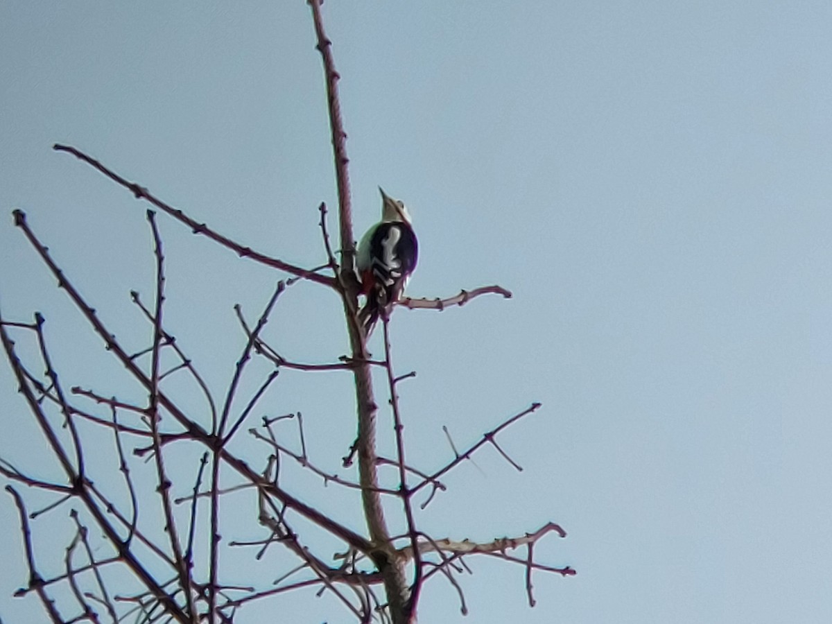 Great Spotted Woodpecker - ML616268920
