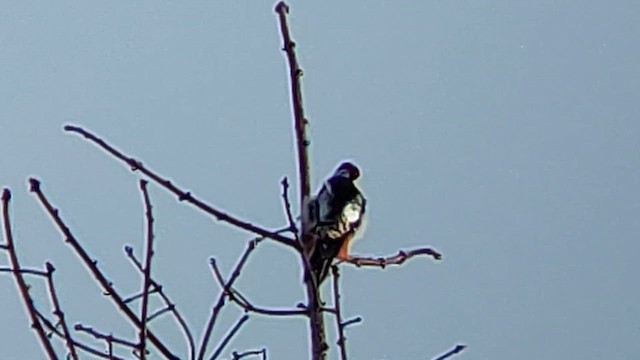Great Spotted Woodpecker - ML616268921