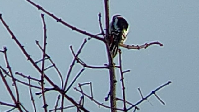 Great Spotted Woodpecker - ML616268922