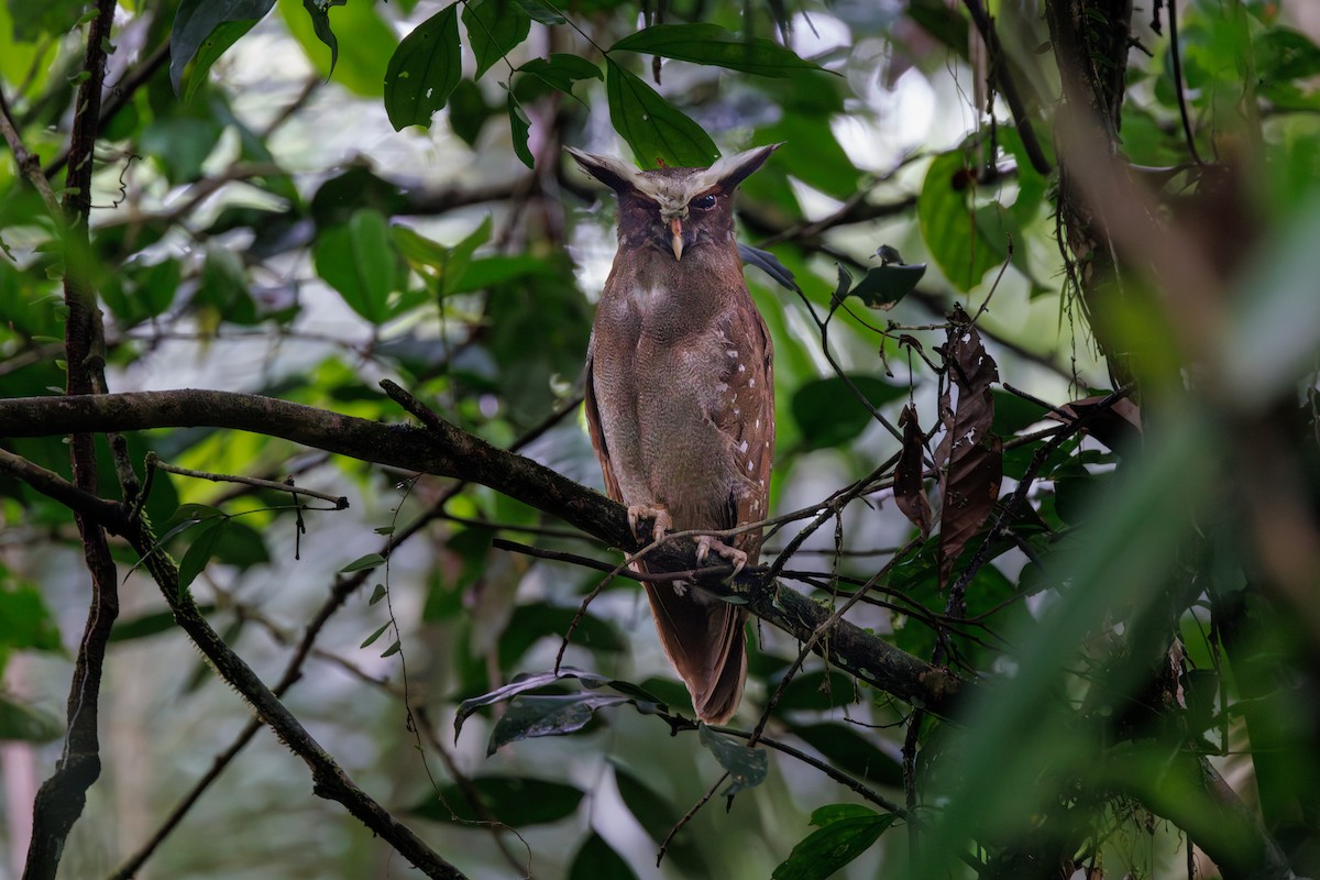 Crested Owl - ML616268954