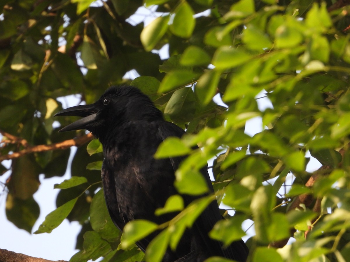 Large-billed Crow (Indian Jungle) - ML616268980