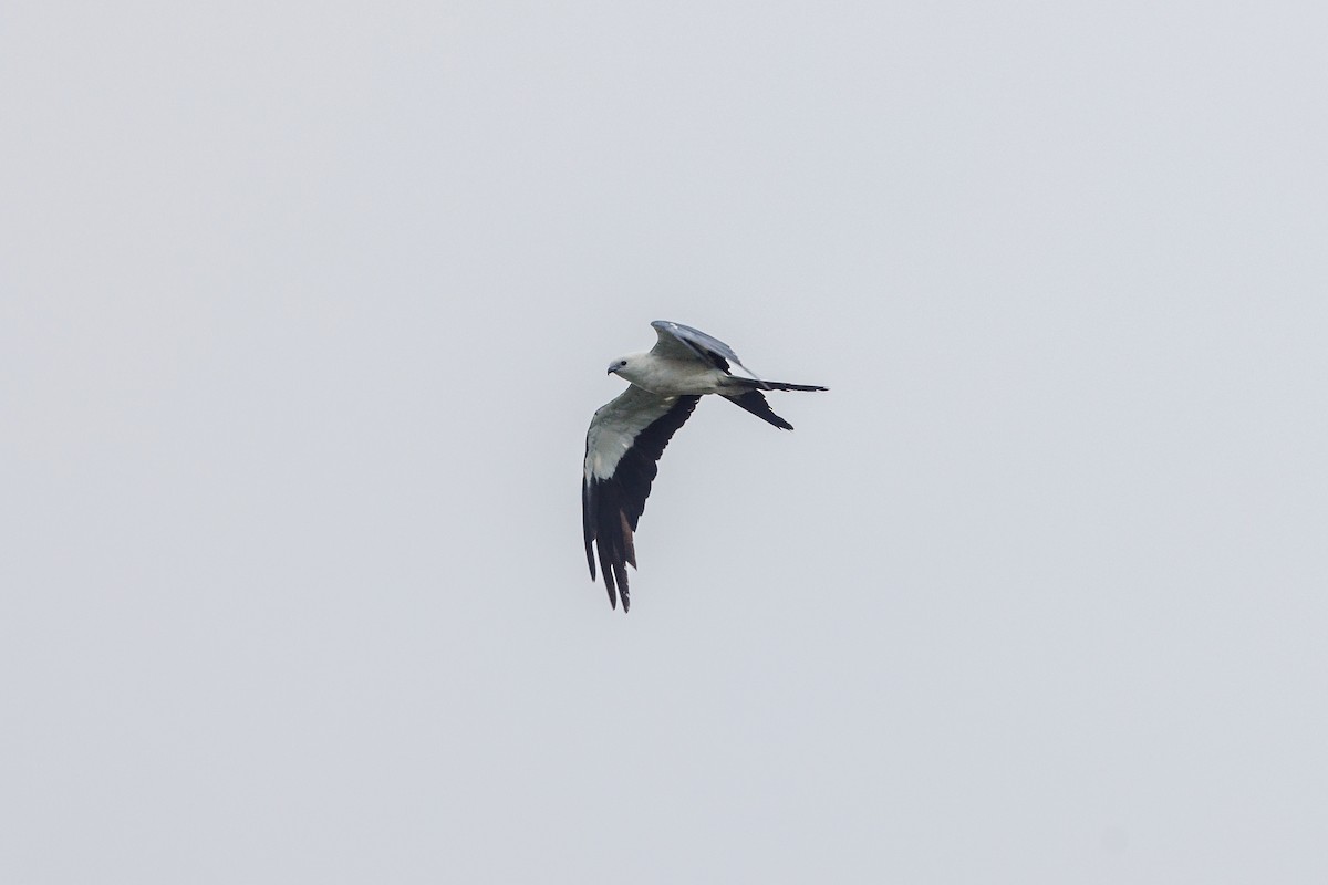 Swallow-tailed Kite - Neil Broekhuizen