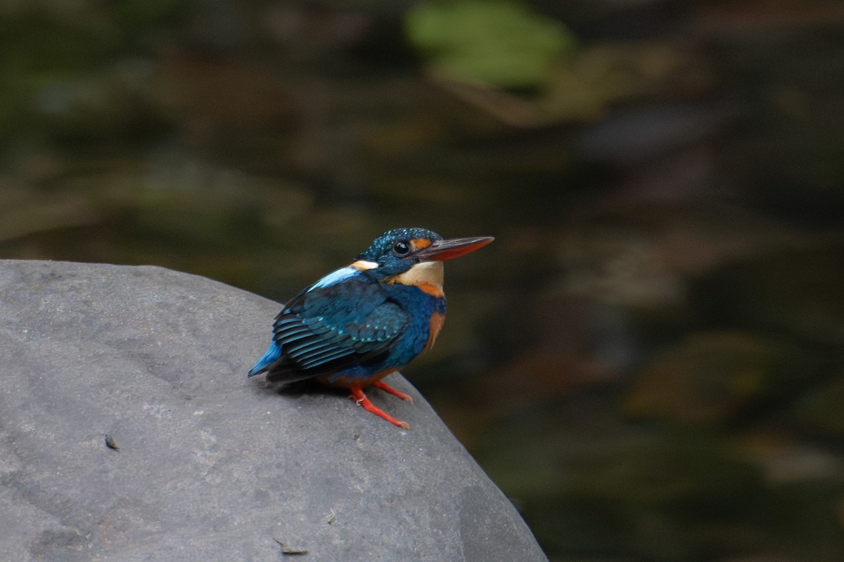Indigo-banded Kingfisher (Northern) - ML616269248