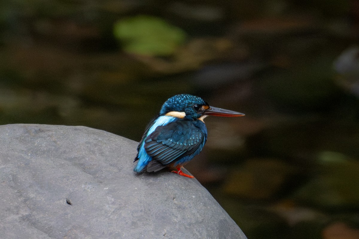 Indigo-banded Kingfisher (Northern) - ML616269262