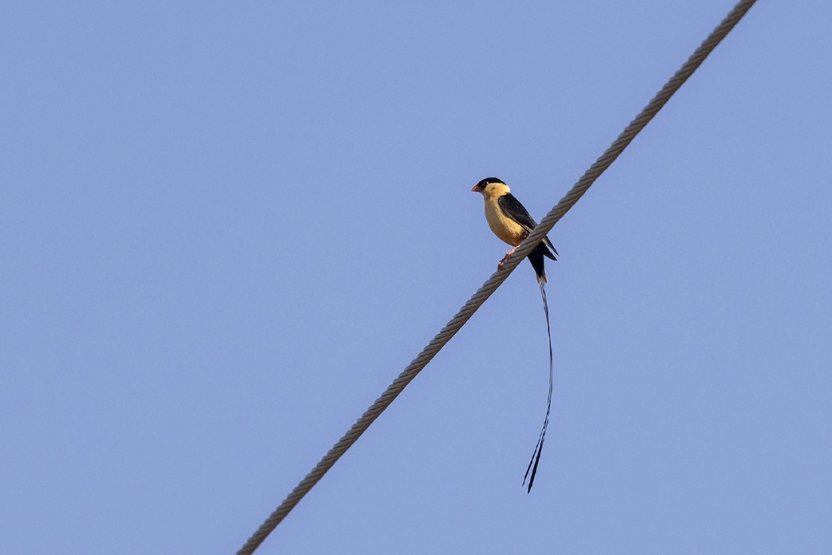 Shaft-tailed Whydah - Niall D Perrins