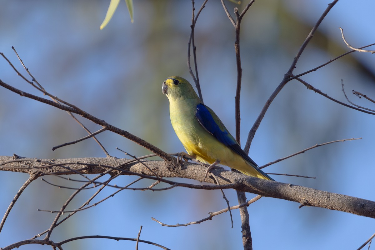Blue-winged Parrot - ML616269440