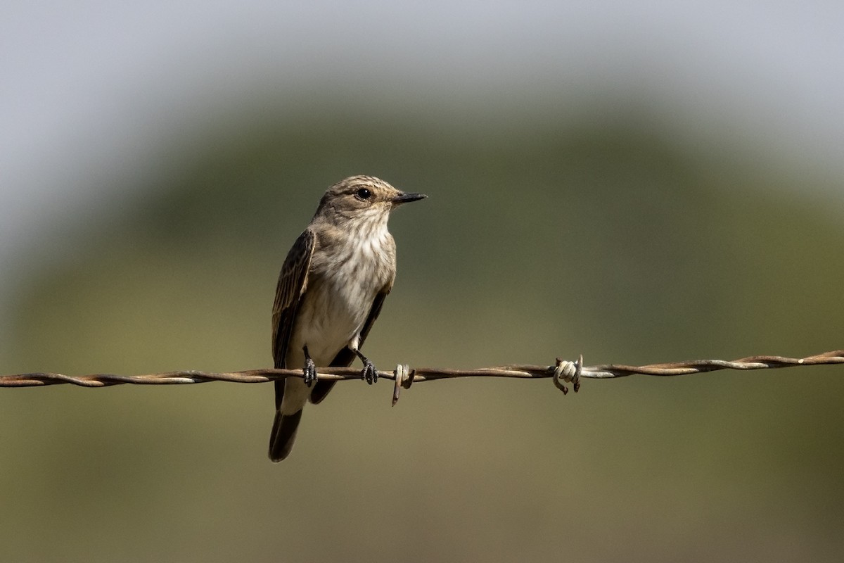 Spotted Flycatcher (Spotted) - ML616269816